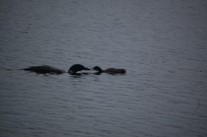 Waukewan Snake river adult loon and chick 7.28.13  by Anne Sayers     